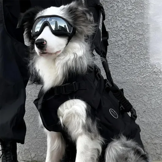 71FK1DS1XsL._AC_SL1100_